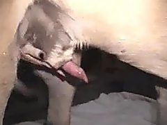 Dog cum after handjob
